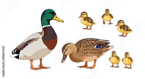 Flat 2D vector illustration set of the Mallard bird family, showcasing a colorful male drake, a brown female hen, and cute little ducklings isolated together on a clean white background.