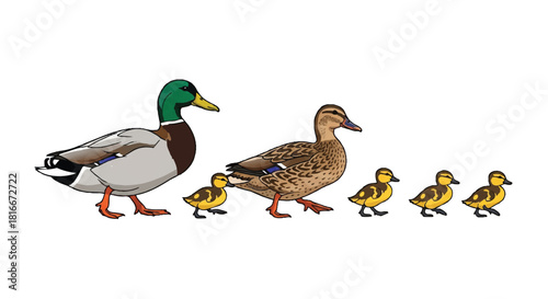 A beautiful 2D flat vector illustration portrays a complete Mallard duck family unit, featuring the adult male, female, and several fluffy ducklings isolated on a bright white background.