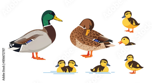 Flat 2D vector set featuring a complete Mallard duck family, showcasing the iridescent green-headed drake, the brown hen, and several adorable yellow ducklings, isolated on a crisp white backdrop.