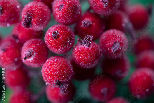 red berries background