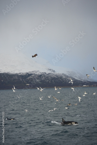 Orcas in the fjords around Tromso in the winter