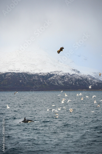 Orcas in the fjords around Tromso in the winter