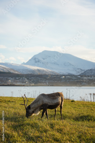 Reindeer feeding in the arctic, Norway