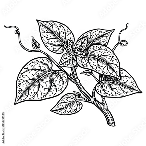 Detailed leaf illustration for botanical prints, nature studies, or whimsical forest designs