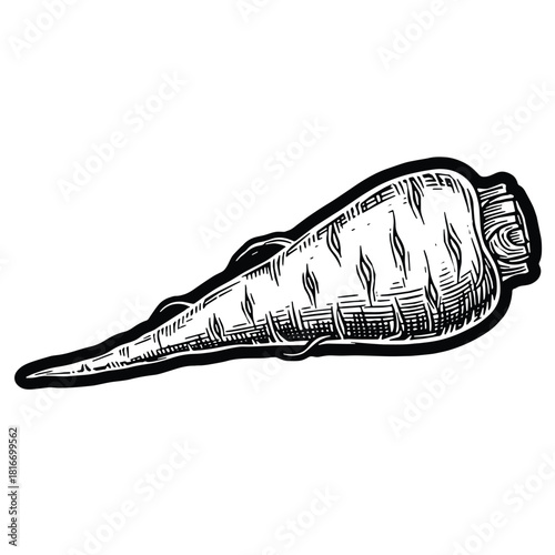 Detailed carrot illustration for marine biology projects or coastal themed designs is very unique