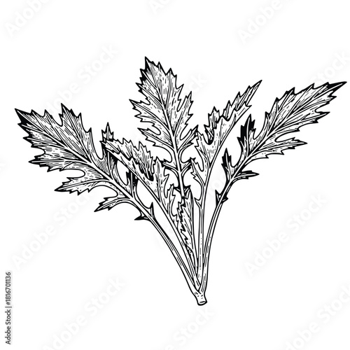 Elegant climbing spinach plant with detailed leaf veins for botanical designs and natural food concepts