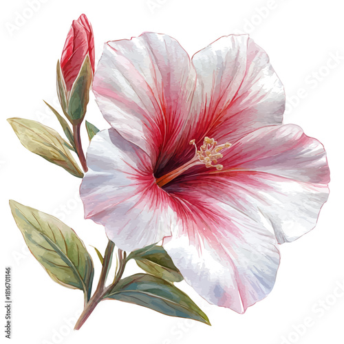 Desert Rose Flower, watercolor illustration featuring soft shadows and luminous, isolated on a white background.