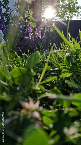 freshly mowed lawn on a summer evening. flowers on the grass against the sunset. lawn with flowers against the background of a tree. purple flowers in the morning