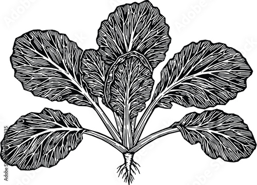 Elegant vintage style botanical illustration of bok choy for healthy eating designs and creative projects