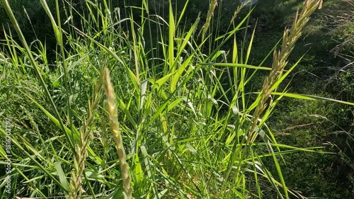 green grass with dew. green grass background. green grass in the wind. green grass in the morning. green grass against the sun on a summer evening
