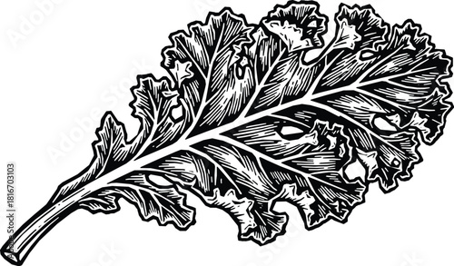 Fresh bok choy vegetable illustration for healthy recipes and vegan lifestyle designs, a culinary delight