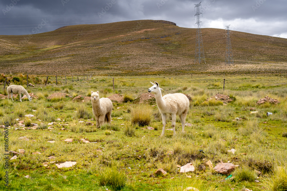 Naklejka premium White Llama and Alpacas in the Peruvian Plain