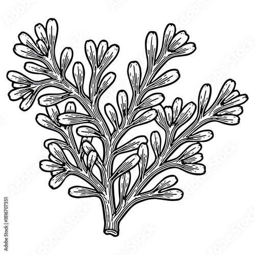 Stylish prickly pear cactus illustration for desert themes or unique botanical designs, modern and minimalist