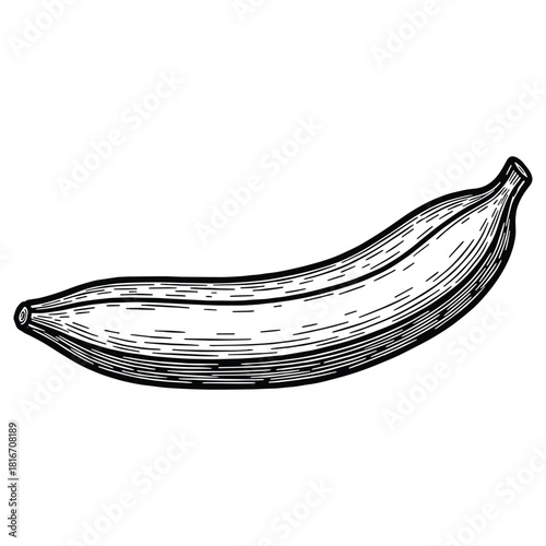 Vintage style drawing of banana, dill, and garlic evokes traditional pickling and canning recipes