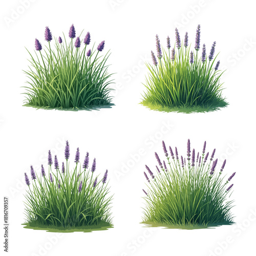 Hand Drawn Purple Flower Grass Bunch Realistic Botanical Vector Art