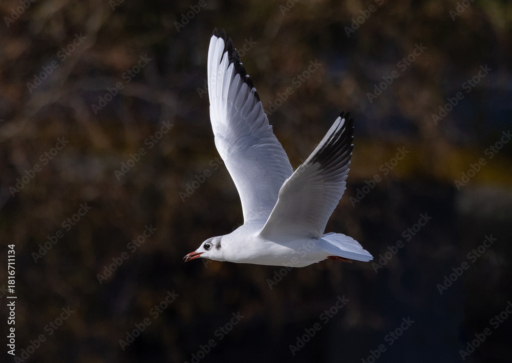 Obraz premium A Black Headed gull in non breeding (winter) plumage in flight. Close-up of a Chroicocephalus Ridibundus gull flying