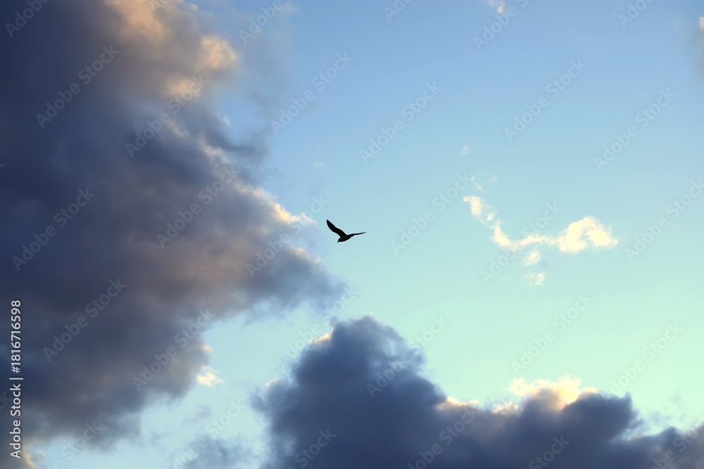 Fototapeta premium Seagull flying against blue dramatic cloudy sky.