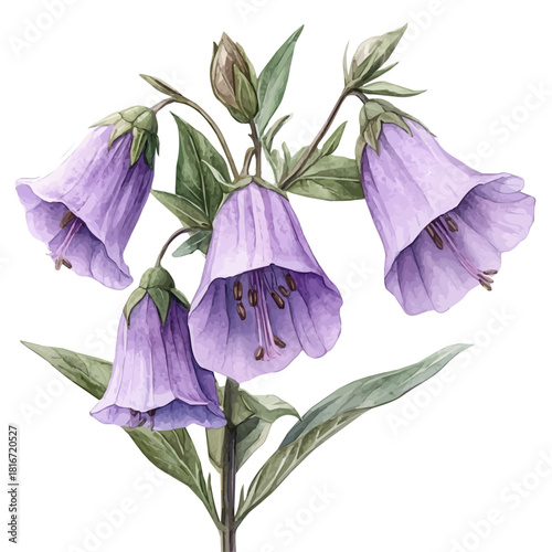 Bellflower Flower, watercolor illustration vector, isolated on a white background.