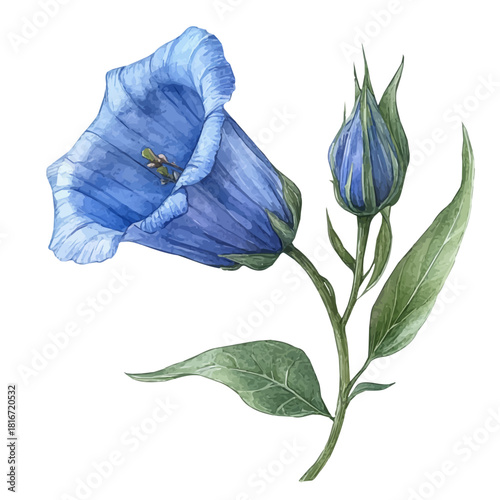 Bellflower Flower, watercolor illustration vector, isolated on a white background.