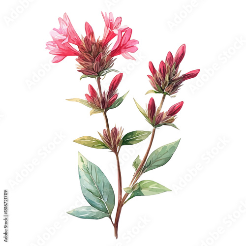 watercolor of Bee Balm Flower, vector, isolated on a white background.