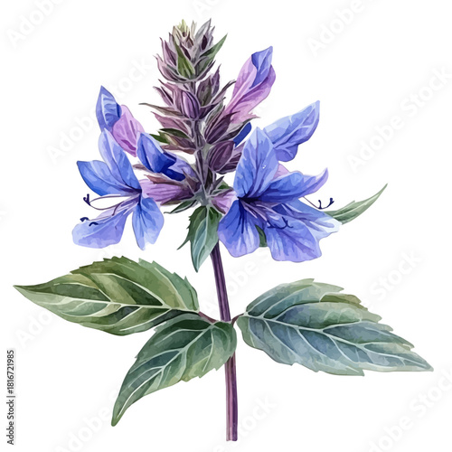 watercolor of Bee Balm Flower, vector, isolated on a white background.