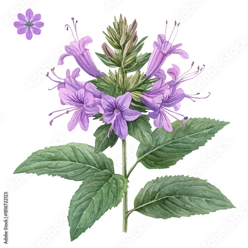watercolor of Bee Balm Flower, vector, isolated on a white background.