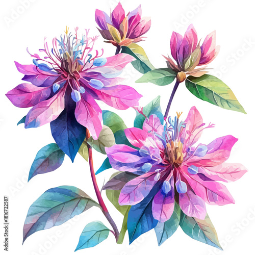 Bee Balm Flower, watercolor vector, isolated on a white background.