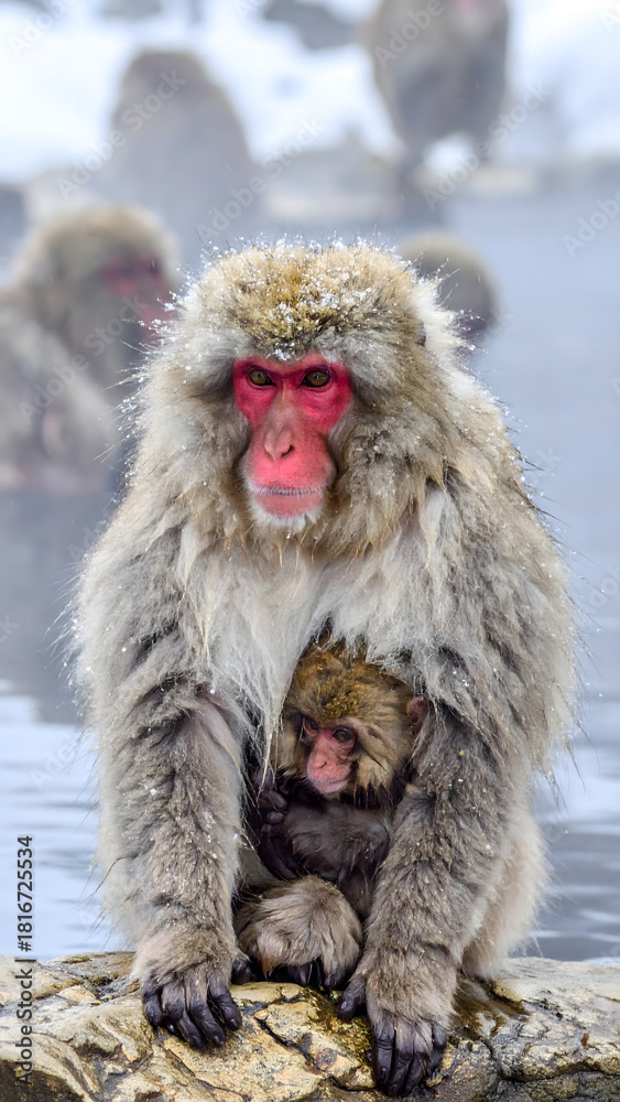 Naklejka premium Japanese Macaques in Thermal Pool with Snow 