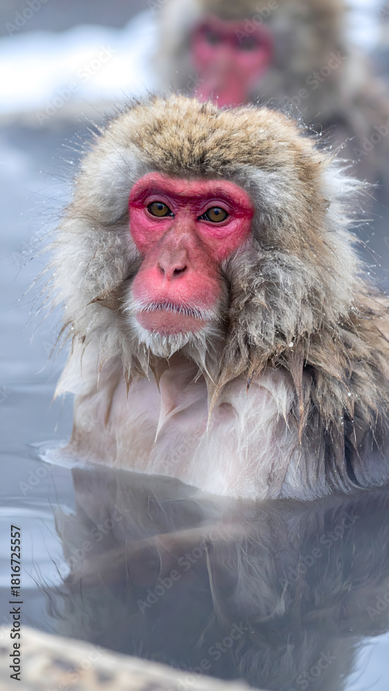 Obraz premium Japanese Snow Monkeys in Hot Spring Bath 