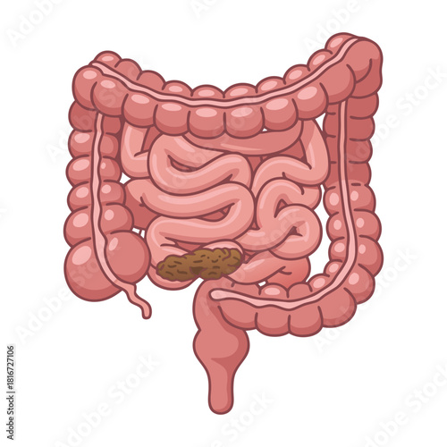 Gastrointestinal System Educational Illustration, Human Gut System Anatomy Illustration