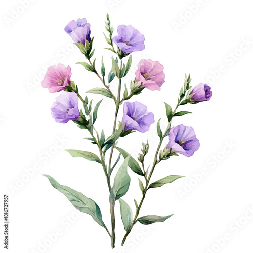Angelonia Flower, watercolor illustration vector, isolated on a white background.