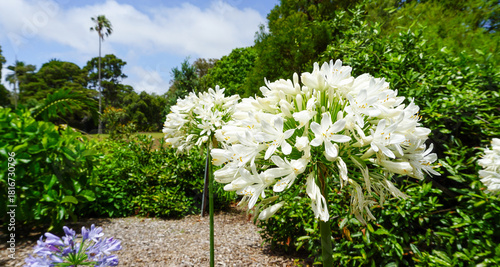 White Agapanthus Flowers: Elegant African Lily Lily of the Nile in Garden