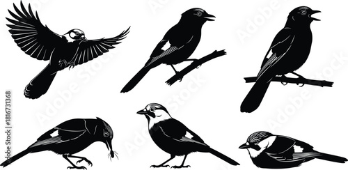 Set of detailed bird silhouettes vector, featuring flying, perched, and feeding poses, black and white illustration for nature, wildlife design, and logo usage.