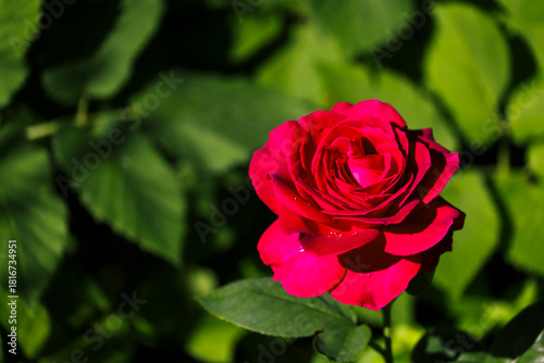 A close-up of a red hybrid tea rose flower. A beautiful, colorful floral garden background