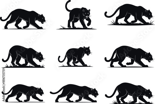 Panther silhouettes walking and stalking, animal motion, stealth movement, wildlife pose, vector sequence, flavector