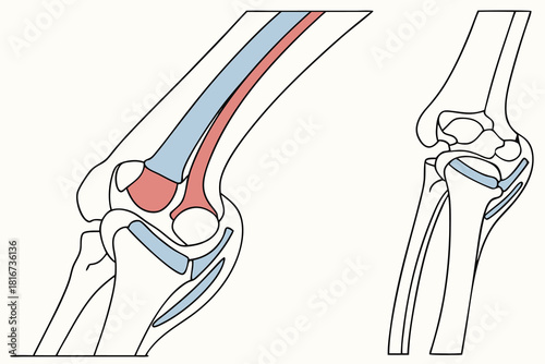 Anatomical illustration of human knee joint with cartilage and ligaments human anatomy skeleton