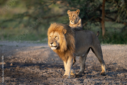Photography Lion cub standing up with paws on a male's back