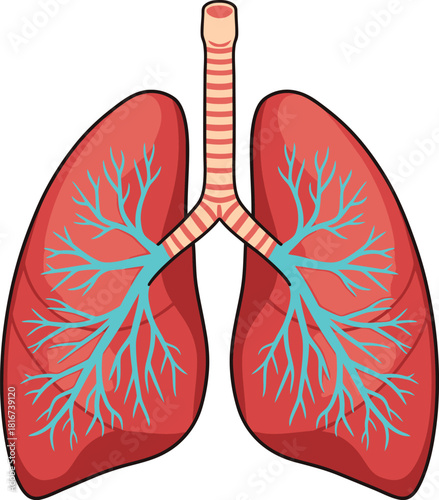 Illustration of human lungs and trachea vector isolated on transparent background