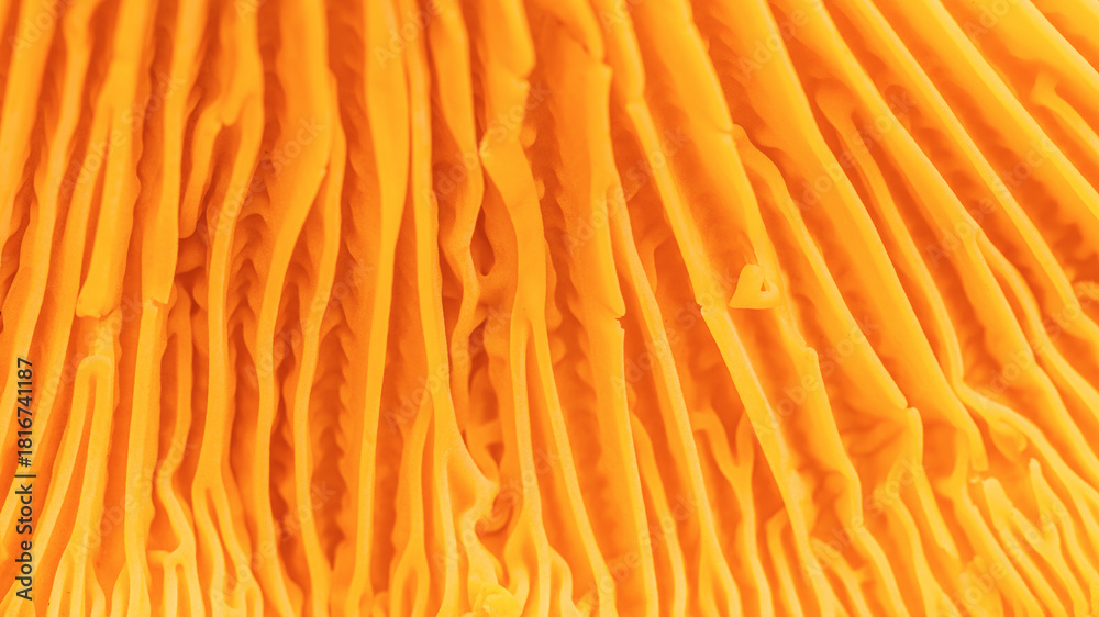 Fototapeta premium Abstract nature banner of gills of chanterelle mushrooms Cantharellus cibarius. Aesthetic Closeup yellow orange texture and delicate folds of fungus. Natural organic geometry forms, beauty of nature.
