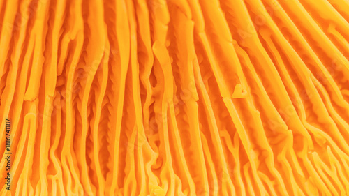 Abstract nature banner of gills of chanterelle mushrooms Cantharellus cibarius. Aesthetic Closeup yellow orange texture and delicate folds of fungus. Natural organic geometry forms, beauty of nature.