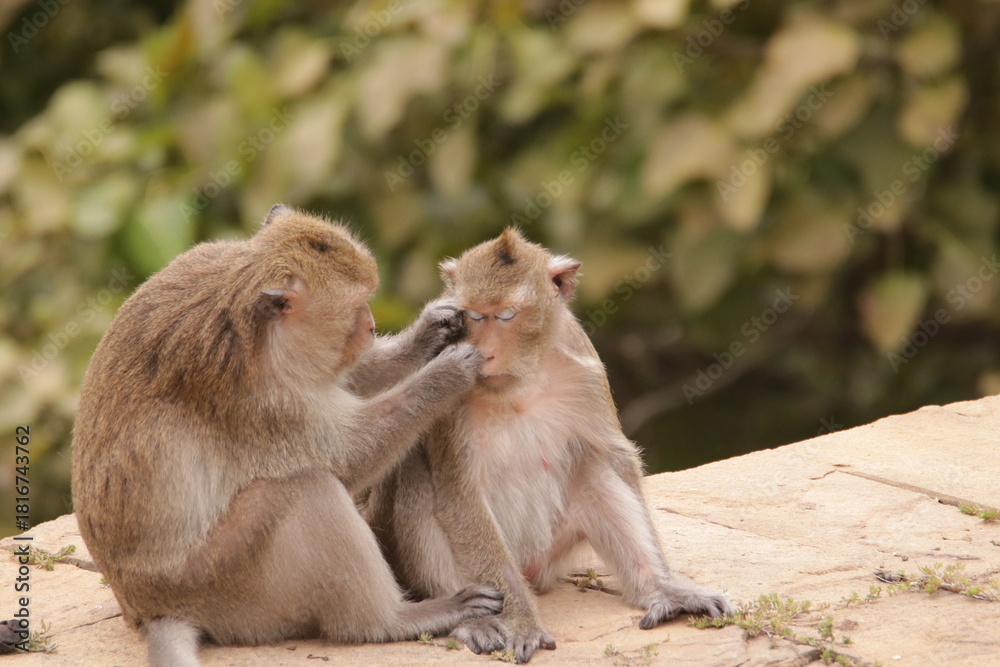 Fototapeta premium 털 고르고 이 잡아주는 잉꼬부부같이 사이좋은 원숭이, 긴꼬리 원숭이, 태국 방센 카오삼묵 