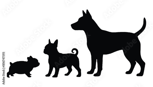 Silhouettes of three dogs of different sizes on a white background