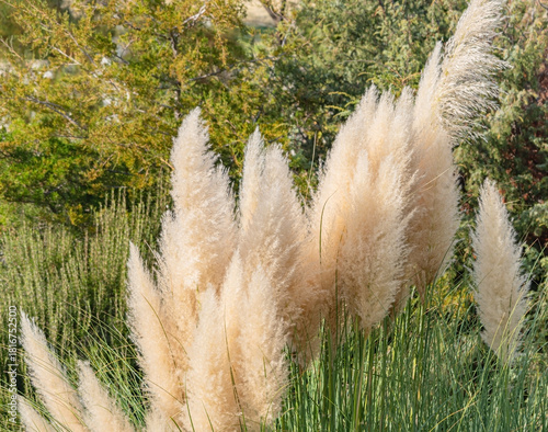 Cortaderia selloana pumila silver yellow plant