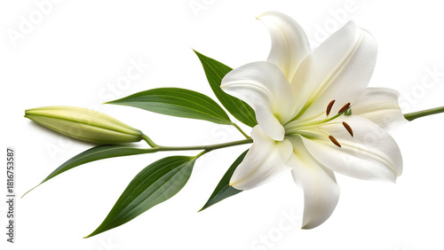 White lily of the valley flower in a spring bloom closeup
