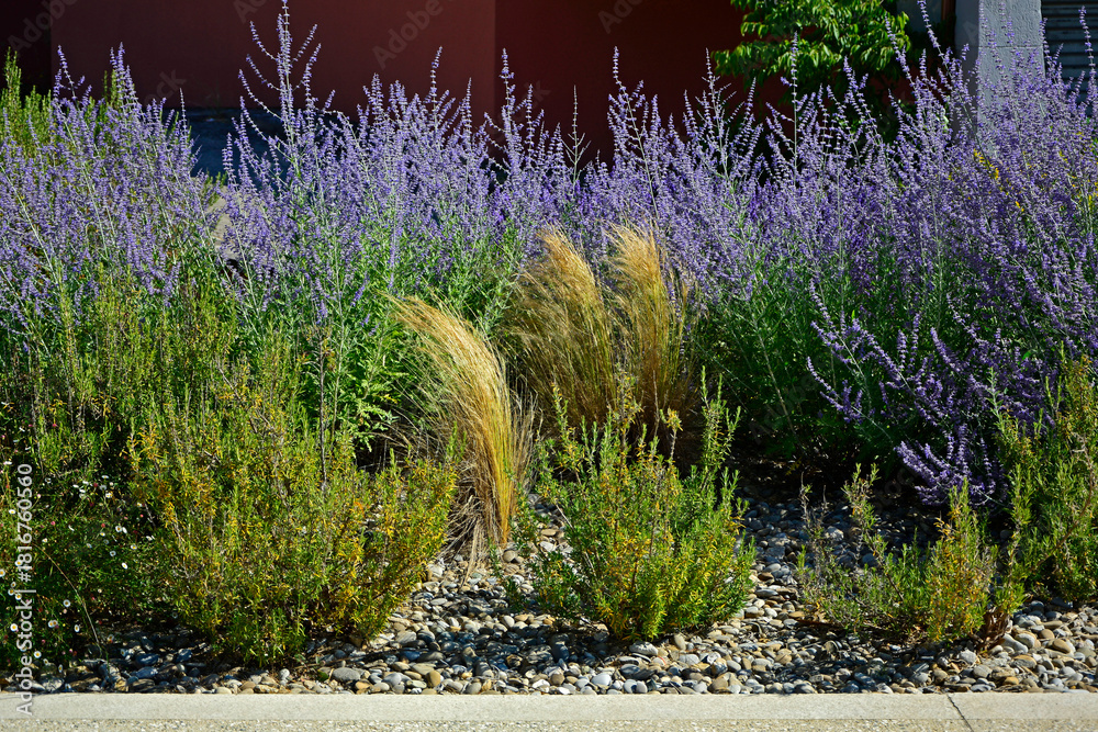 Naklejka premium perowskia łobodolistna i ostnica (salvia yangii, perovskia atriplicifolia) mediterranean garden, prowansalski ogród 