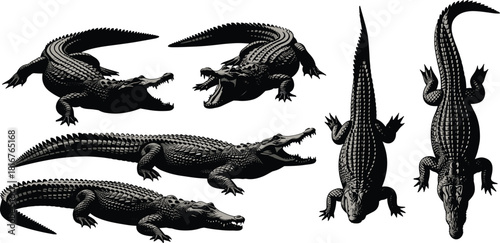 Alligator illustration set, realistic poses, black vector, reptile anatomy, wildlife study, nature theme, top and side views