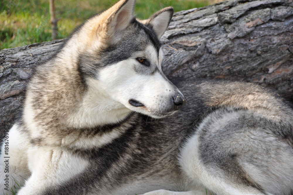 Obraz premium A portrait of a calm and majestic Alaskan Malamute lying on the grass next to a large wooden log.