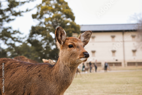 NARA, JAPAN - MARCH 12: Wild deer on March 12, 2024 in Nara, Japan. Nara is a major tourism destination in Japan - former capita city and currently UNESCO World Heritage Site.