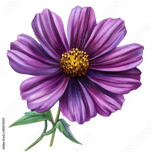 Cosmos Flower, watercolor vector, isolated on a white background.