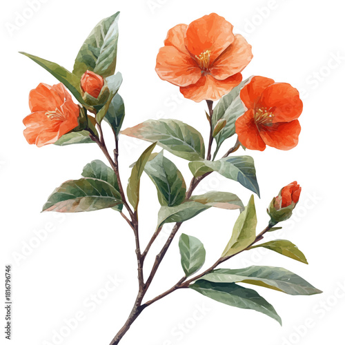 Corema Flower, watercolor illustration vector, isolated on a white background.